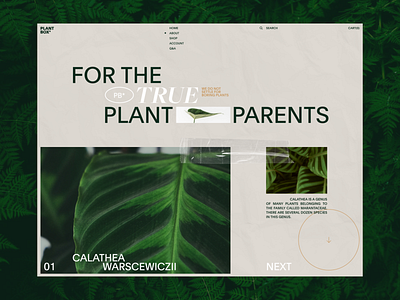 Plant Box Experimental No.2 clean homepage landing page layout minimal typography ui vietnam web design website