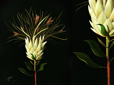 Plant illustration illustrator plant
