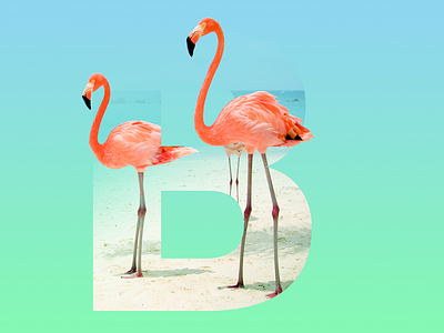 The letter "B" design flamengo gradient letter trend