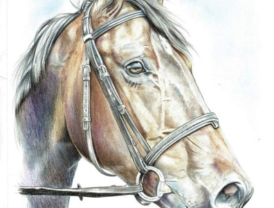 Private horse commission art colour pencil art fineart illustration pencil drawing