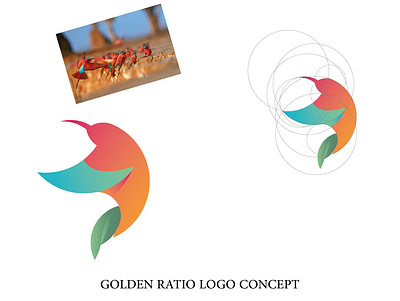 BIRD GOLDEN RATIO CONCEPT branding design graphic design illustration illustrator logo photoshop vector