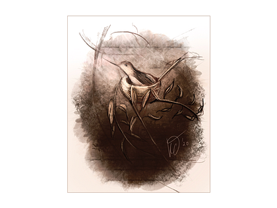 Hummingbird Nest illustration
