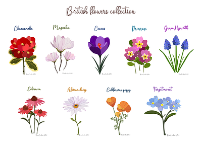 Botanical illustrations of the UK flowers