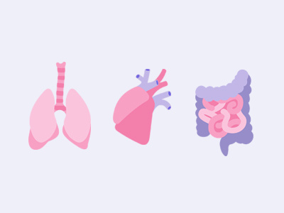 Human Organs anatomy flat heart human icon illustration intestines lungs material design medicine