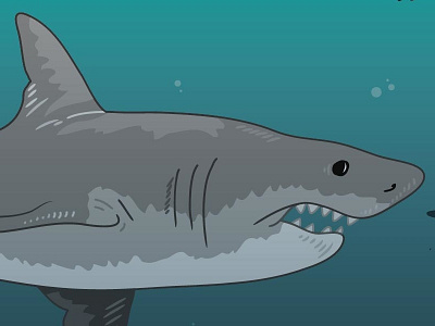 Great White Shark great white shark ocean sea creatures sharks