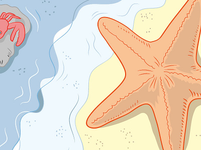 By the Sea beach crabs sand sea sea creatures starfish