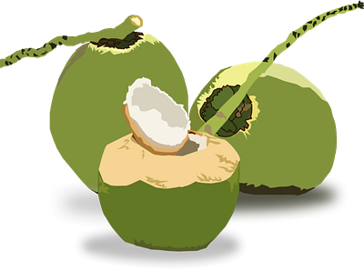 Tender Coconut Illustration Using Figma coconut design illustration tendercoconut vector
