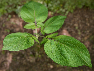 Potato leaf texture - 3D Render