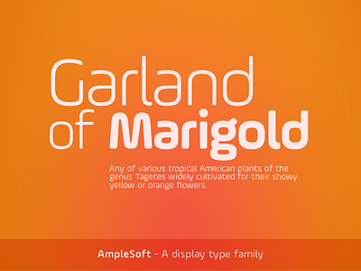 AmpleSoft - A display type family aakash ample design soft soneri soneritype type typeface
