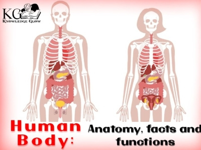 Human Body: Anatomy, facts and functions animation branding digestive system endocrine system female reproductive system graphic design human body human body parts human body structure immune system knowledge glow list of human body parts male reproductive system motion graphics nervous system skeletal system the circulatory system the muscular system the respiratory system ui