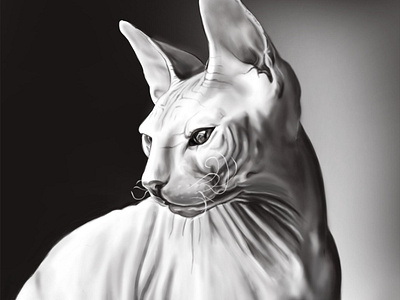 Sphynx cat