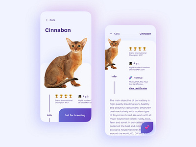 Abyssinian cattery design ui