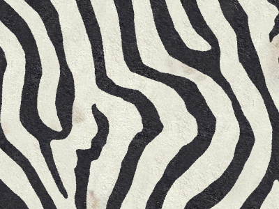 Zebra illustration pattern texture