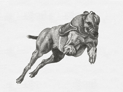 Pencil greyhound animal bw dog drawing fast hand drawn hound illustration lynda pencil speed