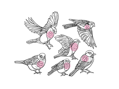 Birds birds drawing illustration jannekalevi