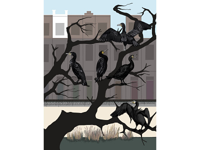 Birds of The Hague 4 bird design graphic design illustration poster