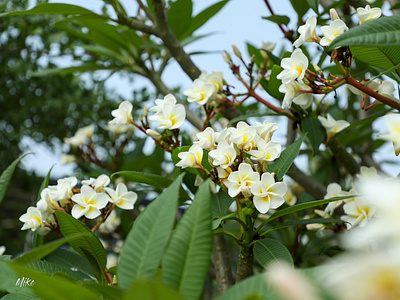 Jampa Flower