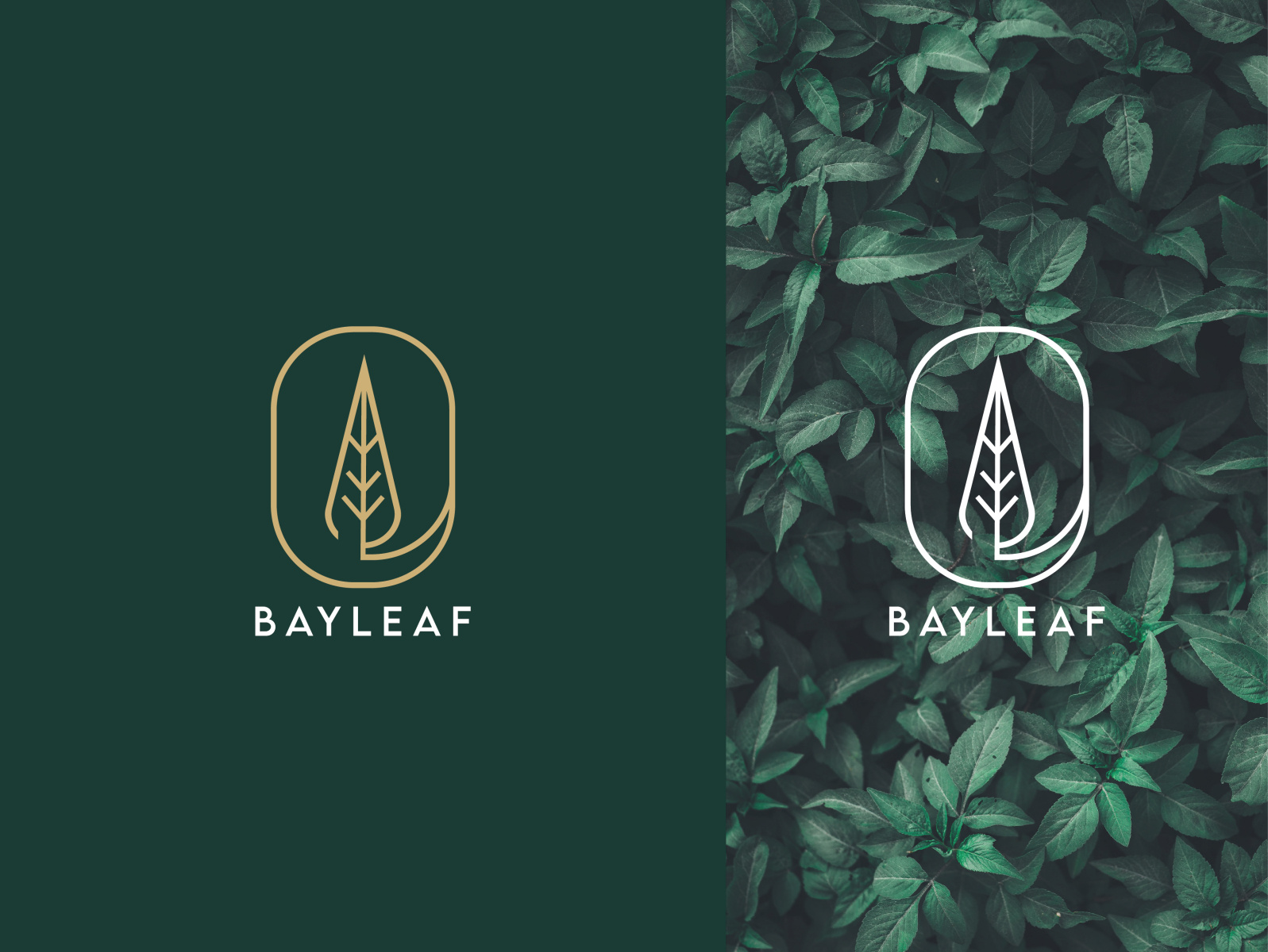 Bay Leaf Logo by Creators Credit on Dribbble