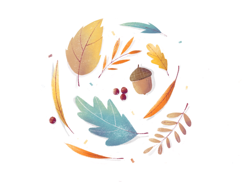 Autumn Vibes illustration birch willow oak acorn rowan procreate fall autumn texture branch leaf