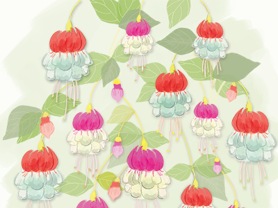 Fuchsia Plant color digital drawing flowers illustration plants