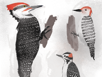 So Many Woodpeckers! birds black and white color daily doodle digital drawing illustration pattern the 100 day project woodpeckers