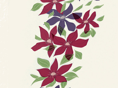 Clematis color illustration