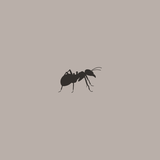 The Smallest Ant