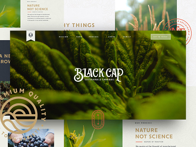 Black Cap Website Process branding cannabis farm icon logo typography ui ux website weed
