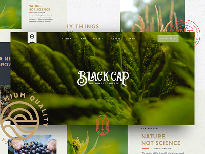 Black Cap Website Process