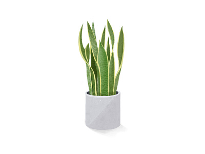 虎皮兰 design green illustration plant