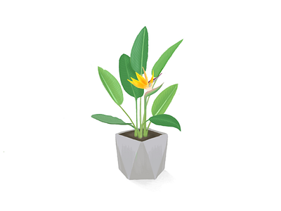 鹤望兰 design green illustration plant