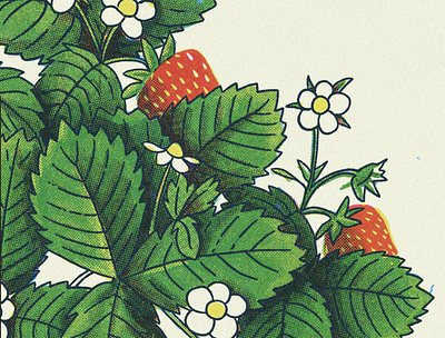 Strawberries halftone illustration leaves plant retro sketch spring strawberry texture vintage