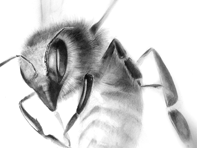 Bee bee illustration