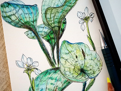 Spring botanical fine art floral flowers illustration nature watercolor pencils