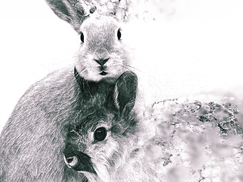 Bunny Mates actions photomanipulation photoshop