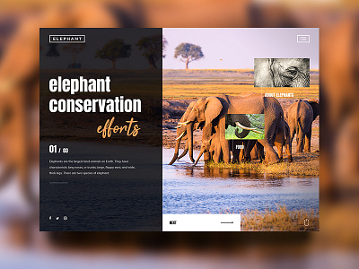 Elephant Conservation animal conservation design effort elephant inspiration ngo orange safari ui ux water