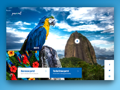Blue Macaw animal blue branding design macaw mountain parrot rio ui ux web page website
