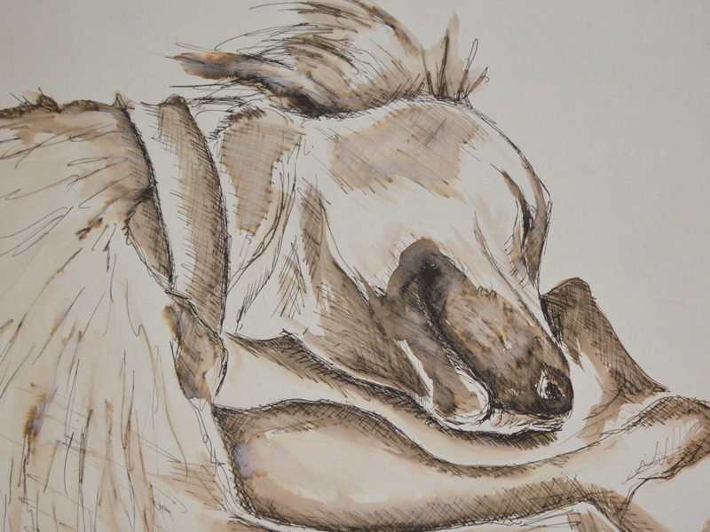 Saluki illustration pen and ink