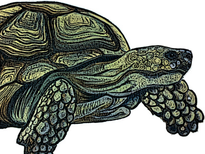 Tortoise illustration marker pen mixed media pen and ink