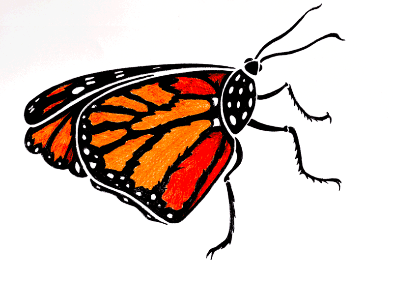 Monarch Butterfly alternative illustration digital hand printing illustration lino lino cutting lino printing mixed media print print art
