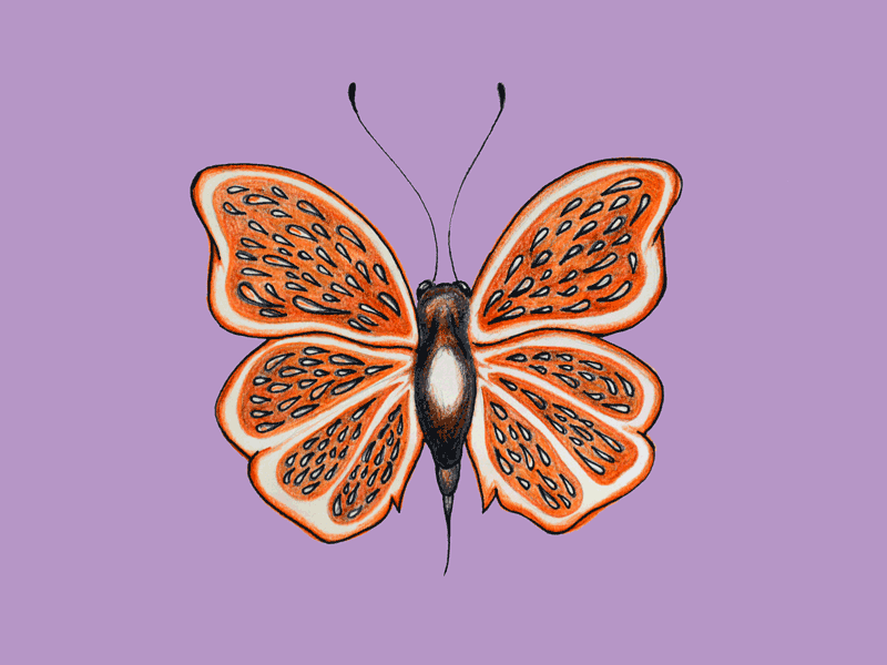 Orange Segment Butterfly Mashup butterflies drawing graphite oranges pencil sketching