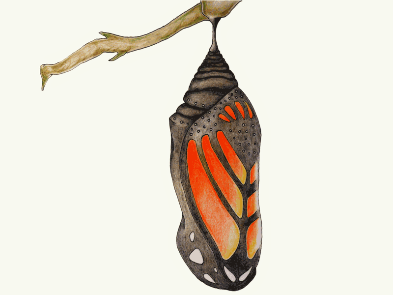 Chrysalis