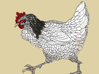 Light Sussex Hen chicken hen illustration mixed media patterns pen and ink
