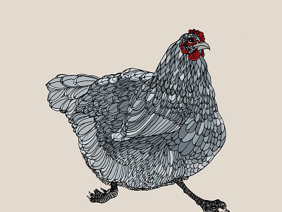 Blue Orpington chicken hen illustration mixed media patterns pen and ink