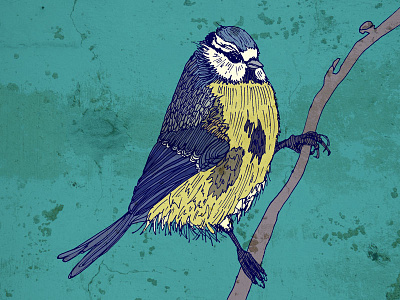 Bluetit Strikes A Pose bird bluetit illustration mixed media nature pen and ink song bird wildlife