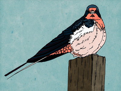 Unimpressed Swallow birds illustration mixed media pen and ink swallow