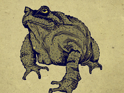 Mr Toad amphibian illustration mixed media mr toad pen and ink toad