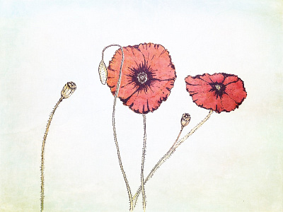 Poppies