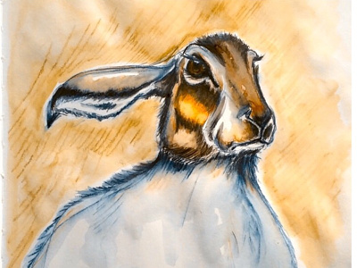 Unimpressed Hare animals derwent hare illustration inktense