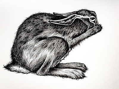 Hare animals drawing hare pen and ink